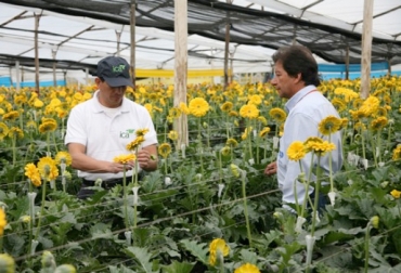 La floricultura en Colombia crea alrededor de 130 mil puestos de trabajo, directos e indirectos. Foto: ICA. Producción flores