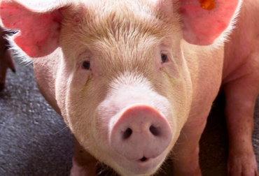 En 2015 el gremio buscará aumentar el consumo per cápita de carne de cerdo en 8 kilos. Foto: Asoporcicultores. Cerdo