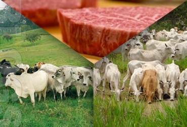 Contexto ganadero tiene 4 blogs: Hablemos de carne, Hablemos de leche, Ganadería Sostenible y la Página del Ganadero. Foto: CONtexto ganadero. blogs sobre carne leche y ganadería sostenible
