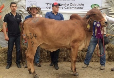 Cerca de 2.500 ejemplares llegaron hasta la población para participar y ser exhibidos durante los 2 fines de semana que duró el evento. Foto: Asocebú. Feria del Socorro